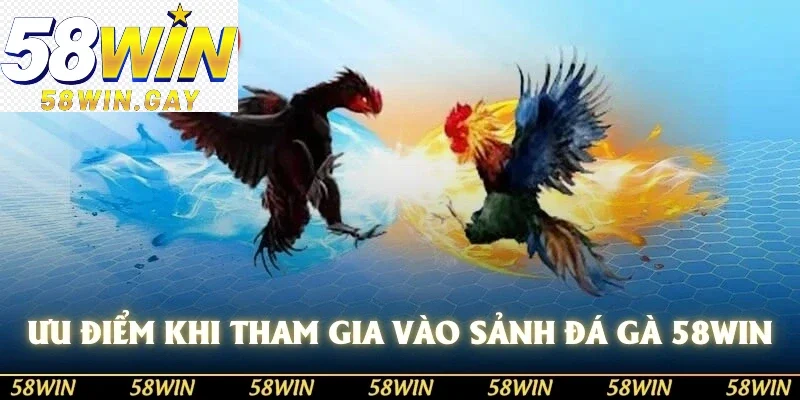 Giới thiệu tổng quan ưu điểm sảnh đá gà 58WIN